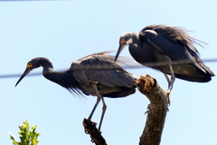 Egretta garzetta dimorpha
