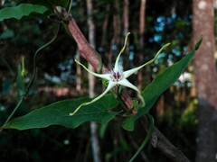 Oxypetalum mosenii