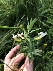 Gratiola officinalis
