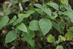 Perilla frutescens