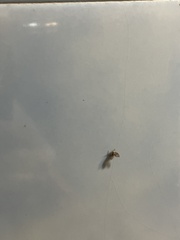 Clogmia albipunctata