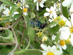 Chrysocale principalis