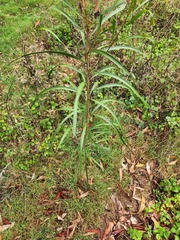 Acacia maidenii