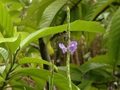 Ropalidia sumatrae