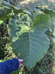 Xanthosoma robustum