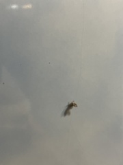 Clogmia albipunctata