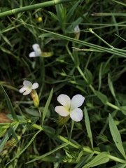 Gratiola officinalis