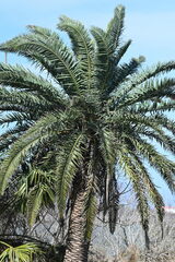 Phoenix canariensis