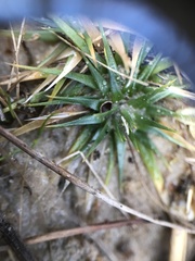 Eriocaulaceae