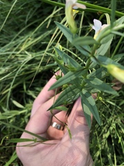 Gratiola officinalis