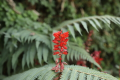 Salvia splendens