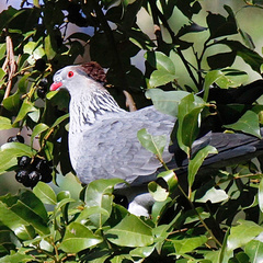 Lopholaimus antarcticus