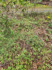 Heliotropium amplexicaule