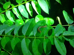 Scolopendra subspinipes