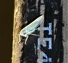 Cofana spectra