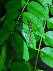 Scolopendra subspinipes