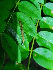 Scolopendra subspinipes