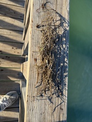 Syringodium filiforme