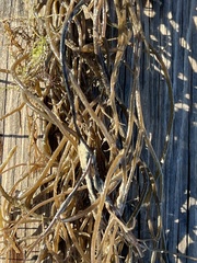 Syringodium filiforme