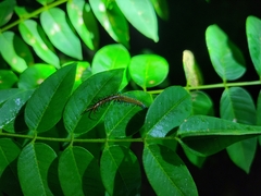Scolopendra subspinipes