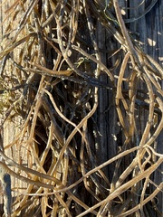 Syringodium filiforme