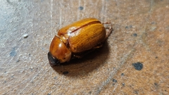 Cyclocephala lurida