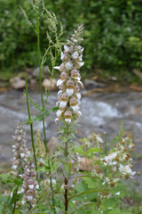 Digitalis lanata