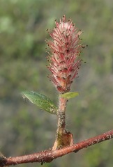 Salix arctica