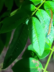 Scolopendra subspinipes