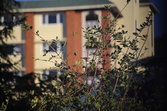 Passer domesticus indicus