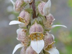 Digitalis lanata