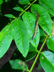 Scolopendra subspinipes