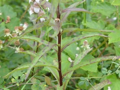 Digitalis lanata
