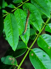 Scolopendra subspinipes