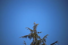 Pycnonotus leucogenys