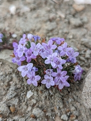 Langloisia setosissima setosissima