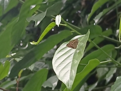 Polytremis lubricans