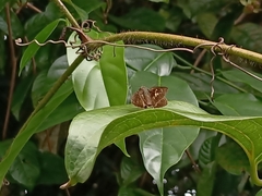 Polytremis lubricans