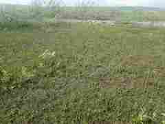 Salix arctica