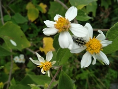 Tanyochraethes clathratus