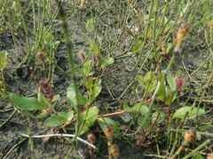 Salix arctica