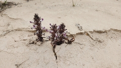 Aphyllon cooperi
