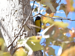 Icterus graduacauda