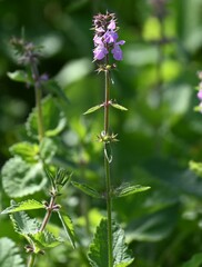 Stachys drummondii