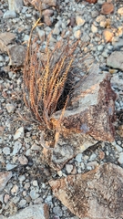 Astrolepis cochisensis