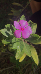 Catharanthus roseus