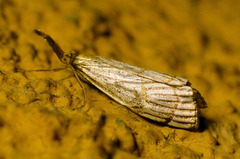 Chrysocrambus linetella