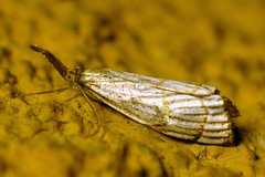 Chrysocrambus linetella