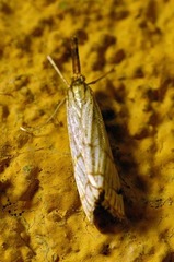 Chrysocrambus linetella