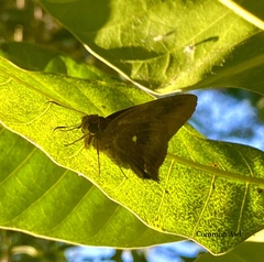 Hasora badra